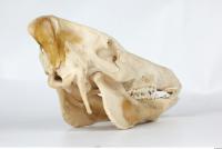 Skull Boar - Sus scrofa 0062